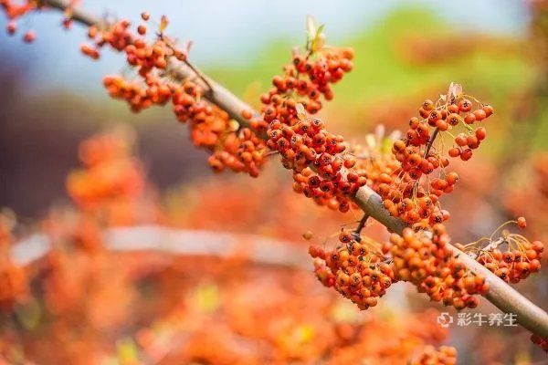 沙棘油的作用与功效