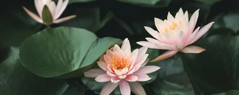 出淤泥而不染下一句 出淤泥而不染的下一句