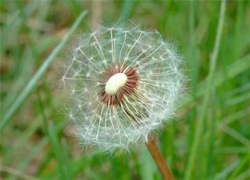蒲公英的资料大全 隐藏着众多价值的蒲公英