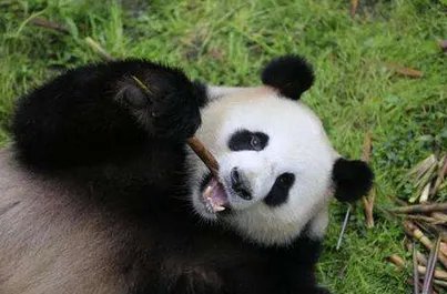 2017年哪只大熊猫抵达德国了？