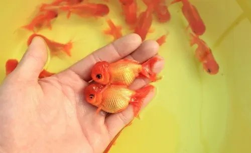 锦鲤鱼怎么养不容易死 养鱼的正确方法是怎样的