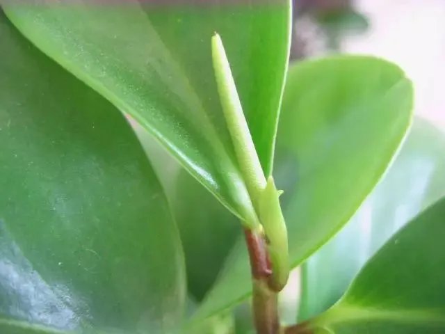 【绿植】开花露峥嵘（上）