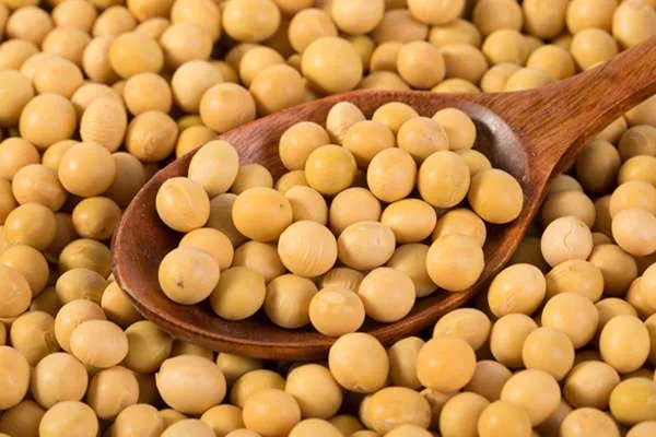 黄豆的作用与功效