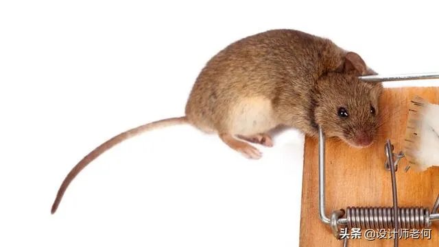 如果一只小耗子，在你超市里天天嗑东西吃，如何不伤它还能赶走它？