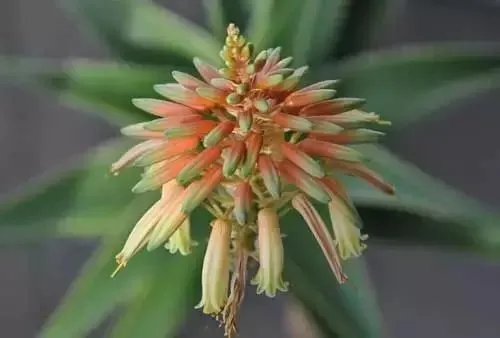 【绿植】开花露峥嵘（上）