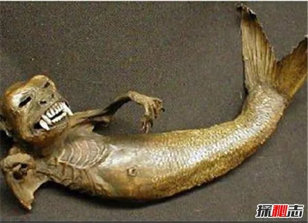 美人鱼真身吓人图片揭秘 美人鱼长相惊悚十分可怕