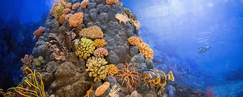 最大的海是什么海 世界最大的海是哪个