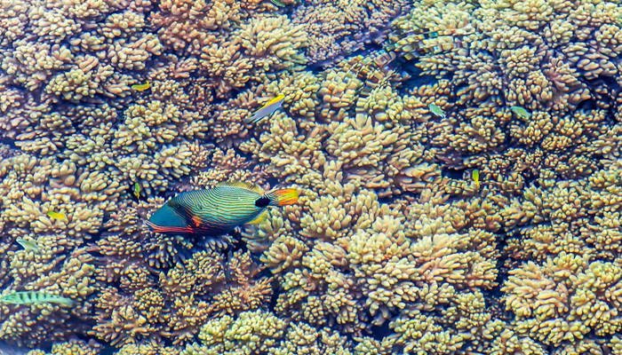 最大的海是什么海 世界最大的海是哪个