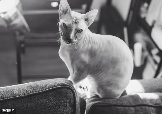 无毛猫价格上猫舍和个人的多少钱？