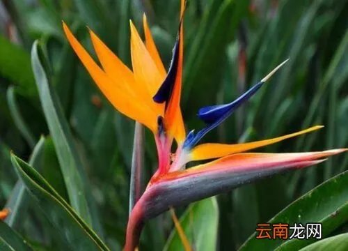 仙鹤来花期是什么时候 仙鹤是什么意思