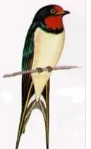 关于燕子的资料