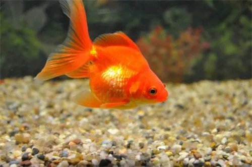 小金鱼怎么养 这三个准则不能忘
