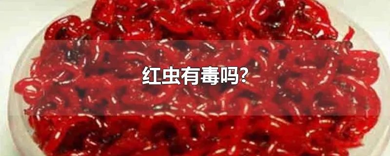 红虫有毒吗?