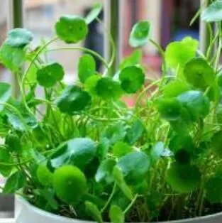 水培金钱草怎么养