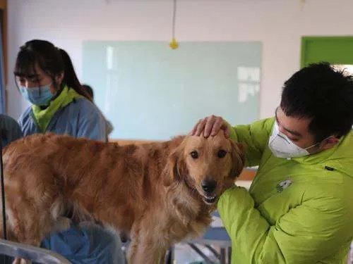 宠物美容师培训费用，宠物美容师学费多少？