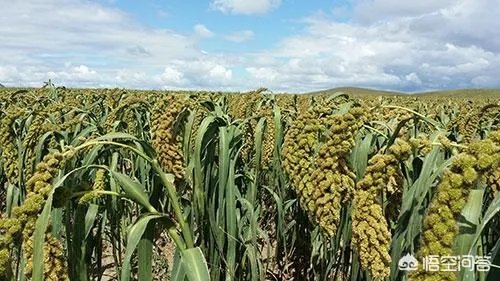 什么是有机复合肥？