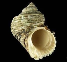 蝾螺科的习性环境