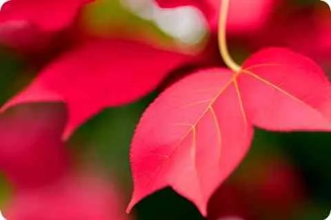 美国歌“美丽的牧场我的家”的歌词？