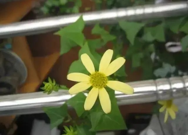 【绿植】开花露峥嵘（上）