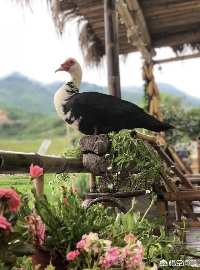 《向往的生活》第一季和第二季有什么差别？你觉得哪一季更好呢？