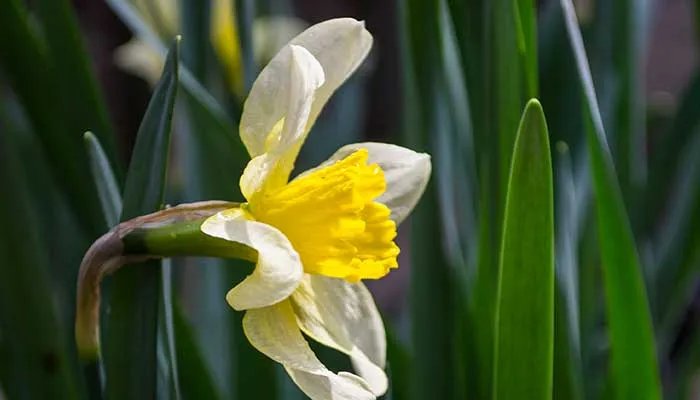 花中君子是什么花 什么花是花中君子