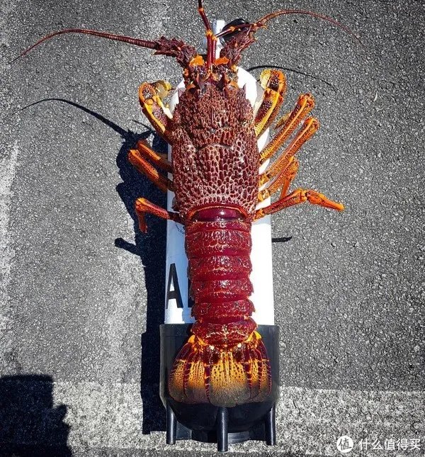 龙虾怎么做好吃