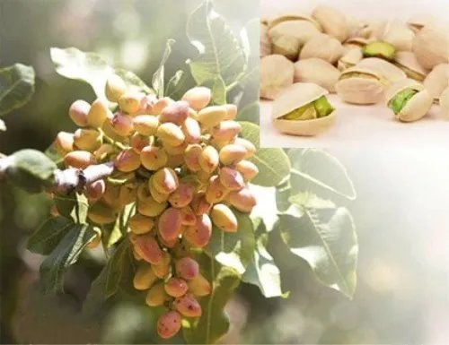 开心果产地是哪 开心果的生长习性