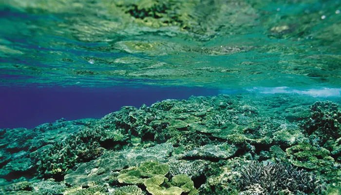 最大的海是什么海 世界最大的海是哪个