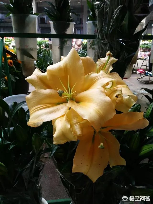 云南有哪些大的鲜花市场？