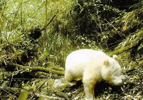 关于全球唯一白色大熊猫长大变金白色一事，你有何看法？