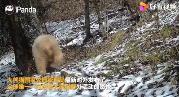 关于全球唯一白色大熊猫长大变金白色一事，你有何看法？
