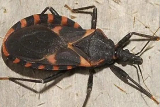 世界十大吸血动物