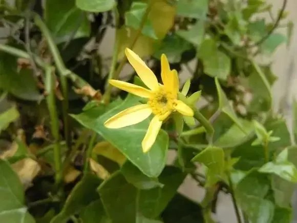 【绿植】开花露峥嵘（上）