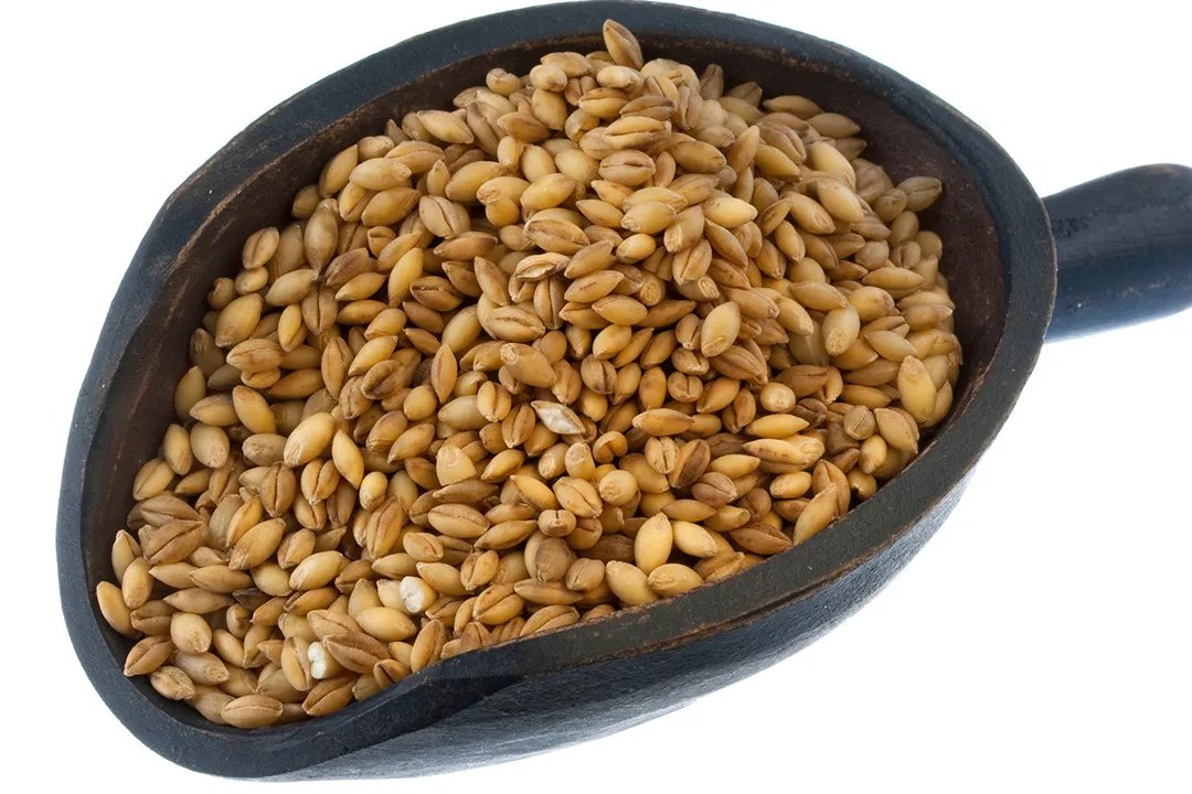 槐米茶的功效与作用