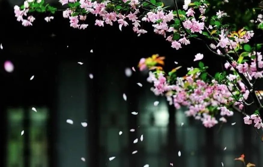 凌晨四点钟,看到海棠花未眠下一句是什么?