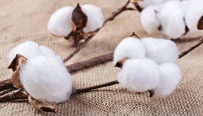 印度棉花几月份种植 印度棉花种植时间