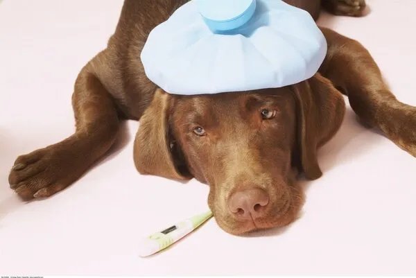 一次性冰袋和重复使用的冰袋有什么区别