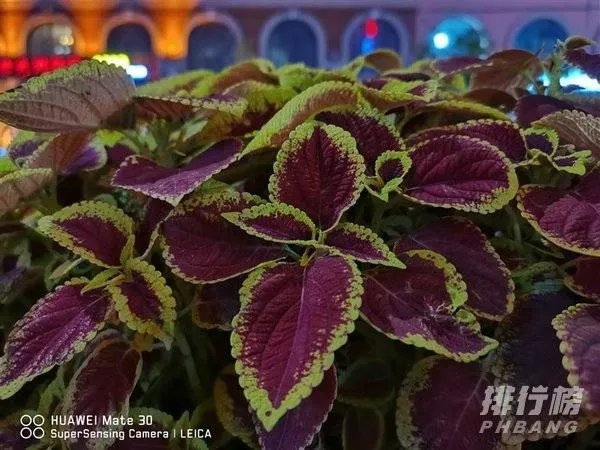 华为mate30和p40哪个拍照效果好_华为mate30和p40对比哪个好