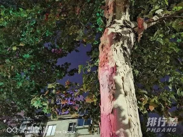 华为mate30和p40哪个拍照效果好_华为mate30和p40对比哪个好