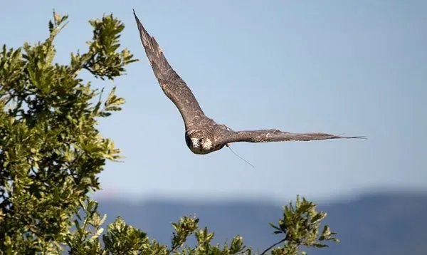 海东青是什么？大的有多大？