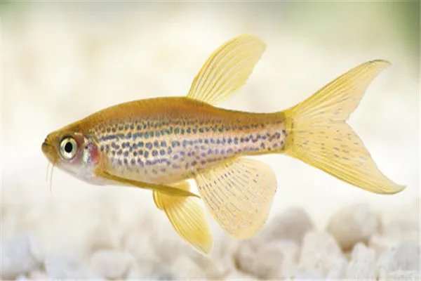 鱼的记忆真的只有7秒吗？为什么人一靠近鱼就游过来？