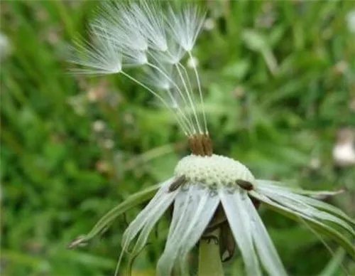 蒲公英的资料大全 隐藏着众多价值的蒲公英