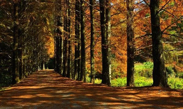 福建7地入选“中国森林氧吧”，分别是哪7个？