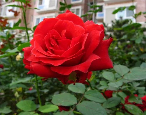 8月开什么花 8月常见的花卉有哪些