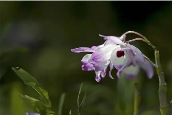 【绿植】开花露峥嵘（上）