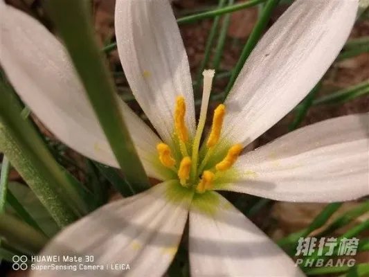 华为mate30和p40哪个拍照效果好_华为mate30和p40对比哪个好