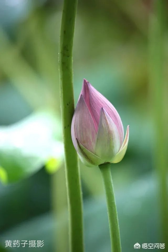 佳能100-400镜头适合拍什么?