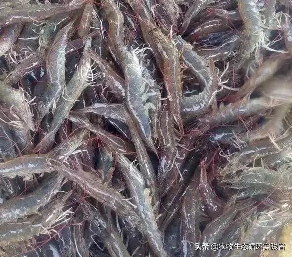 大棚养虾可靠吗？