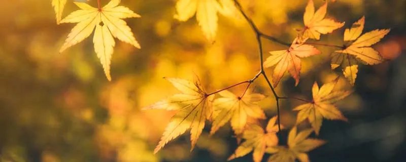 秋声赋翻译及赏析