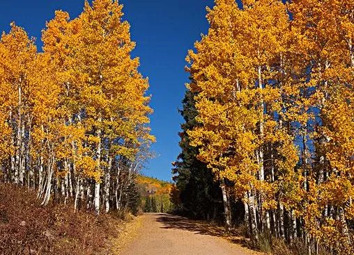 大树的特点是什么？